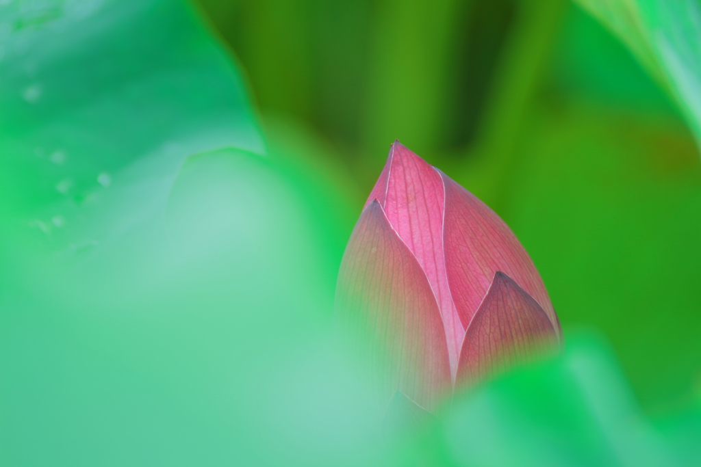 蕾