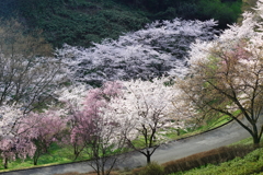 桜の道で