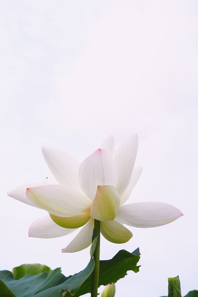 夏の朝