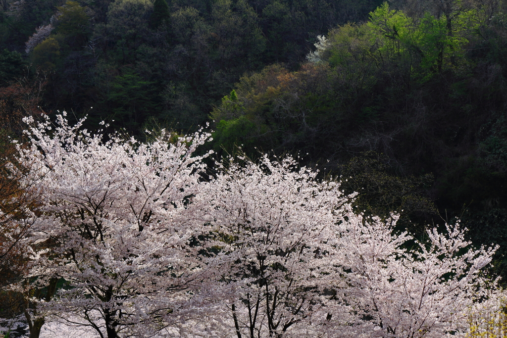 里山にて