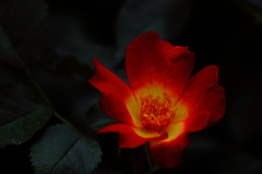薔薇なんです！