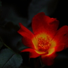 薔薇なんです！