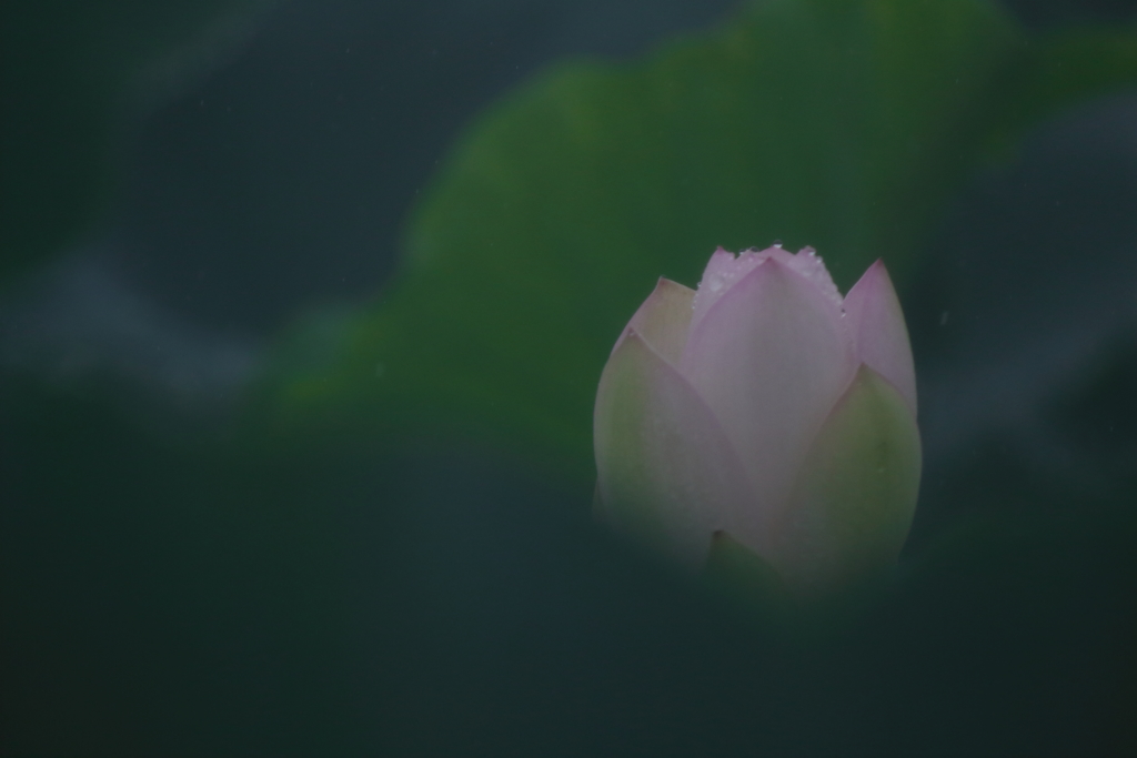雨の日に君は