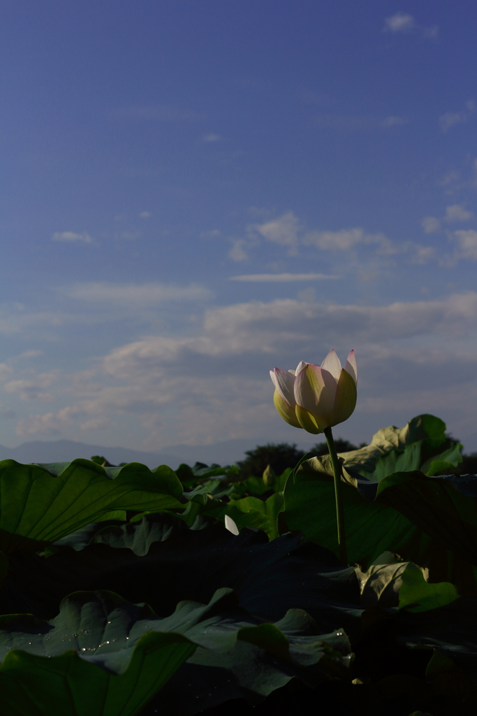 干拓地の空