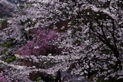 桜とひとつになれる場所