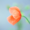 小雨