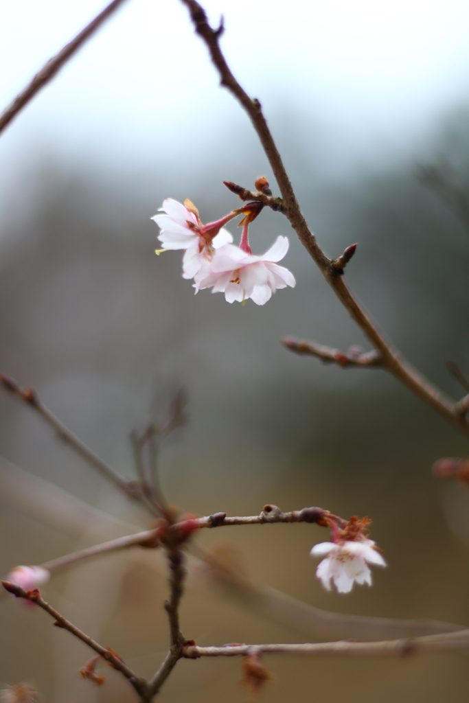 十月桜