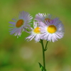 小さな花束