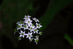 小さな花たち