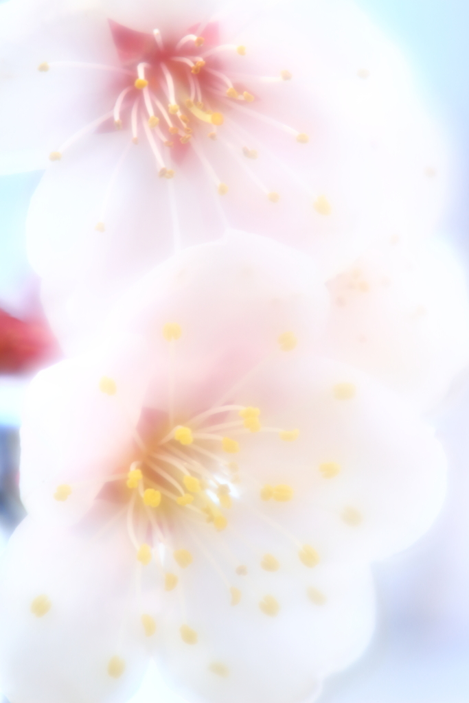 milkyWhite