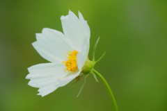 8月に咲く