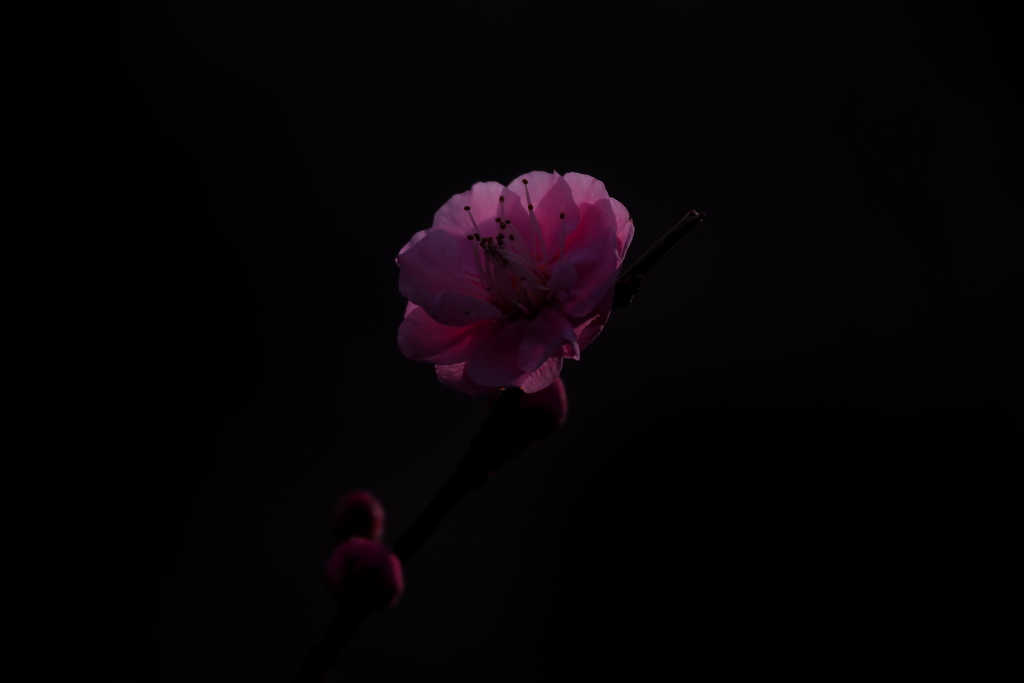 愛の悲しさを知った朝