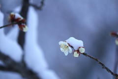 春まだ遠く