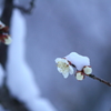 春まだ遠く