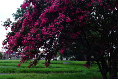 公園のサルスベリ