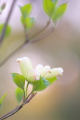 華の咲く頃