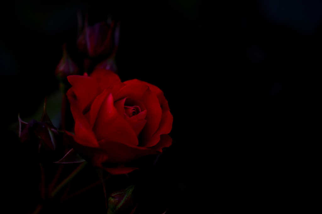 The Rose