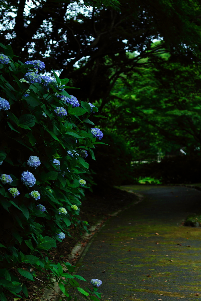 紫陽花の参道