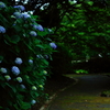 紫陽花の参道