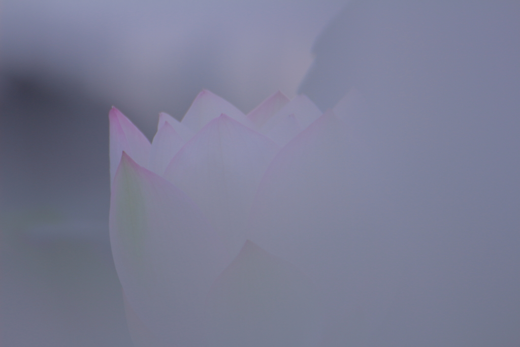 しろい朝