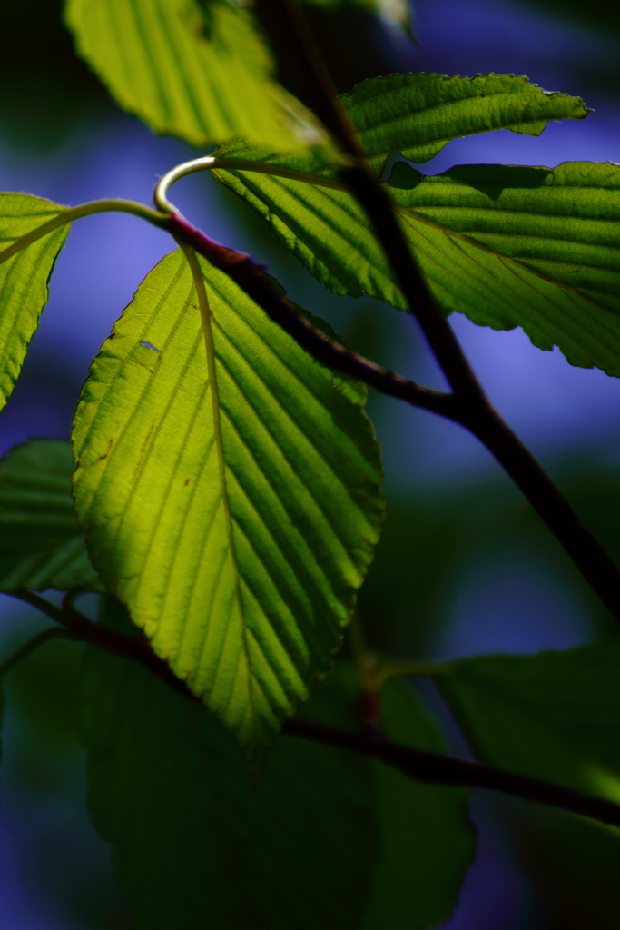 deep greenの影