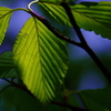 deep greenの影