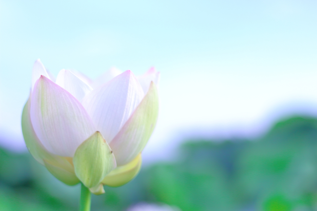 夏色の朝