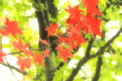 秋の葉