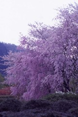 記憶の中の原風景