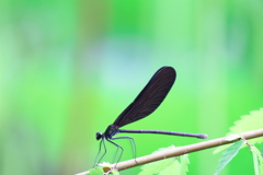 翅の模様