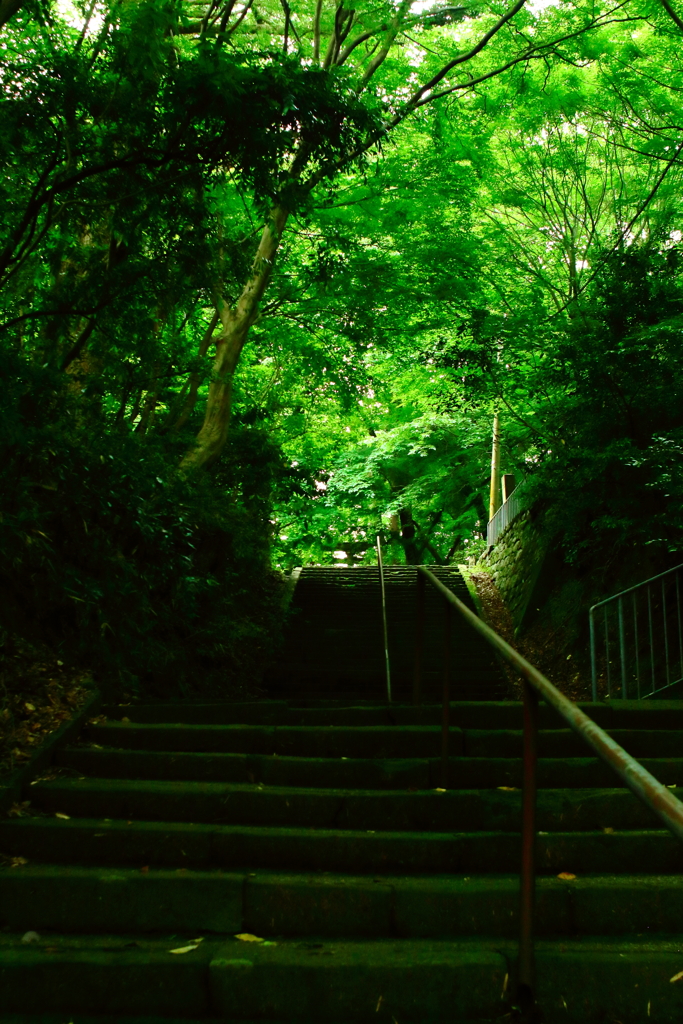 翠の中へ　卯辰山探訪記④ー１０