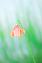 今日は雨