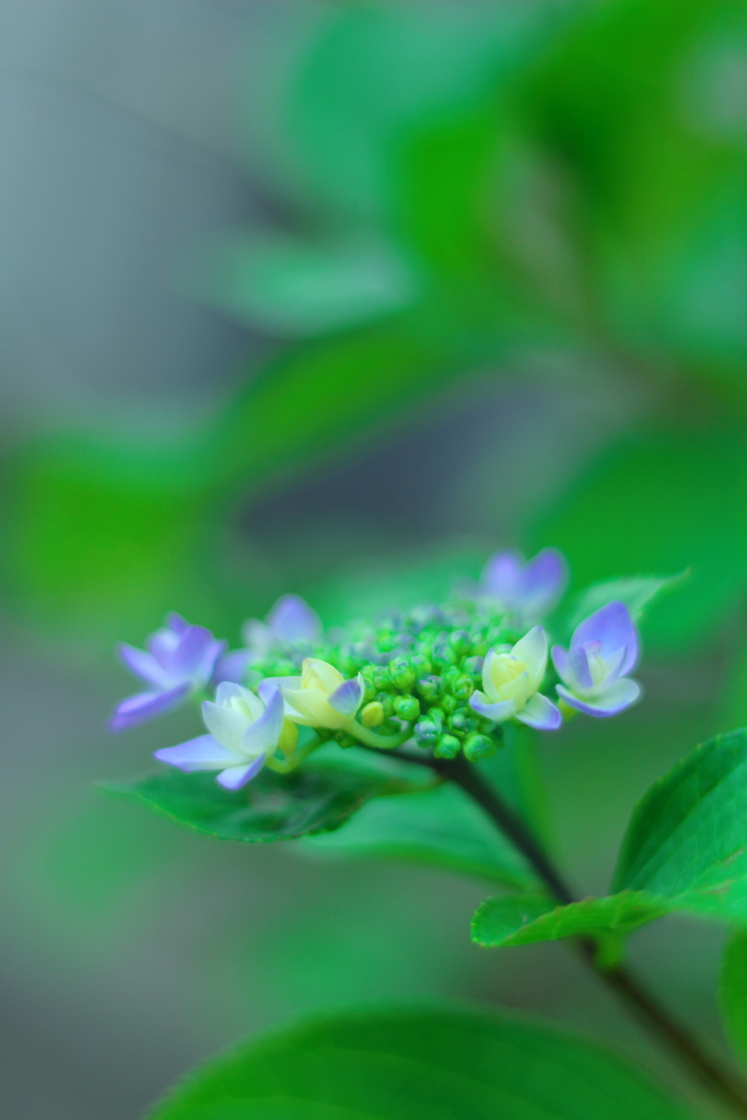 咲き始めた梅雨の華