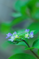 咲き始めた梅雨の華