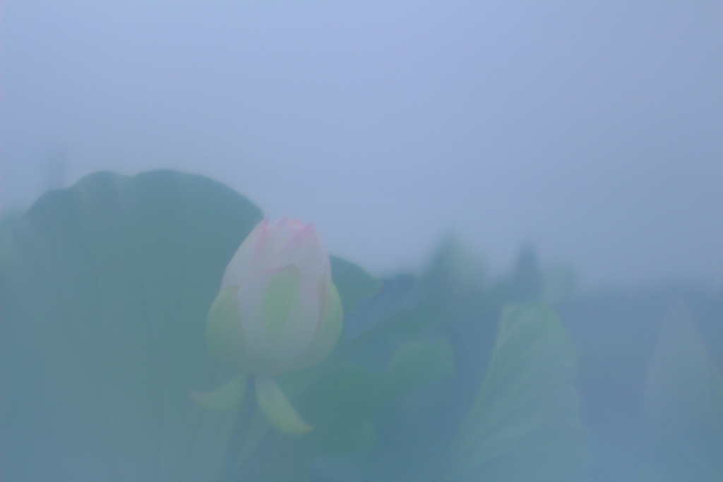 傘越しの風景