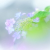 夢見るように