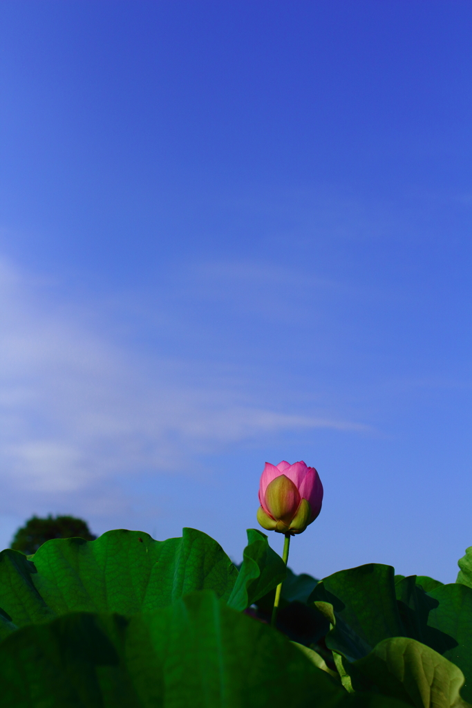 すみわたる空に