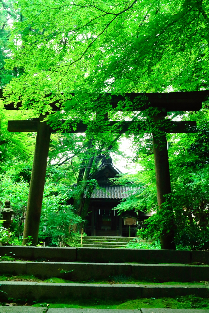 緑の中に神ぞ棲む　卯辰山探訪記④ー９　