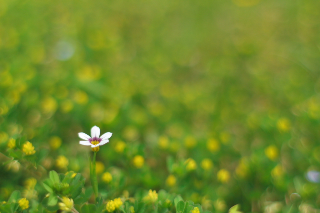 春の花たち２