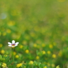 春の花たち２