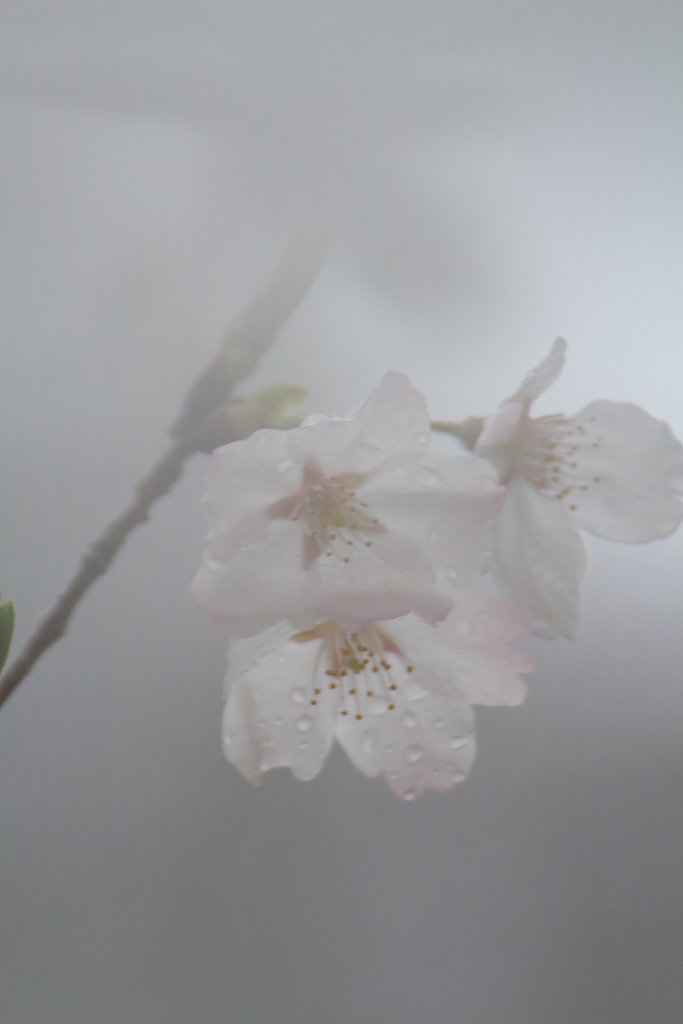 雨の日には雨の中を