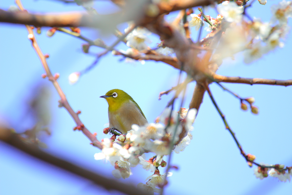 木々のスキマから