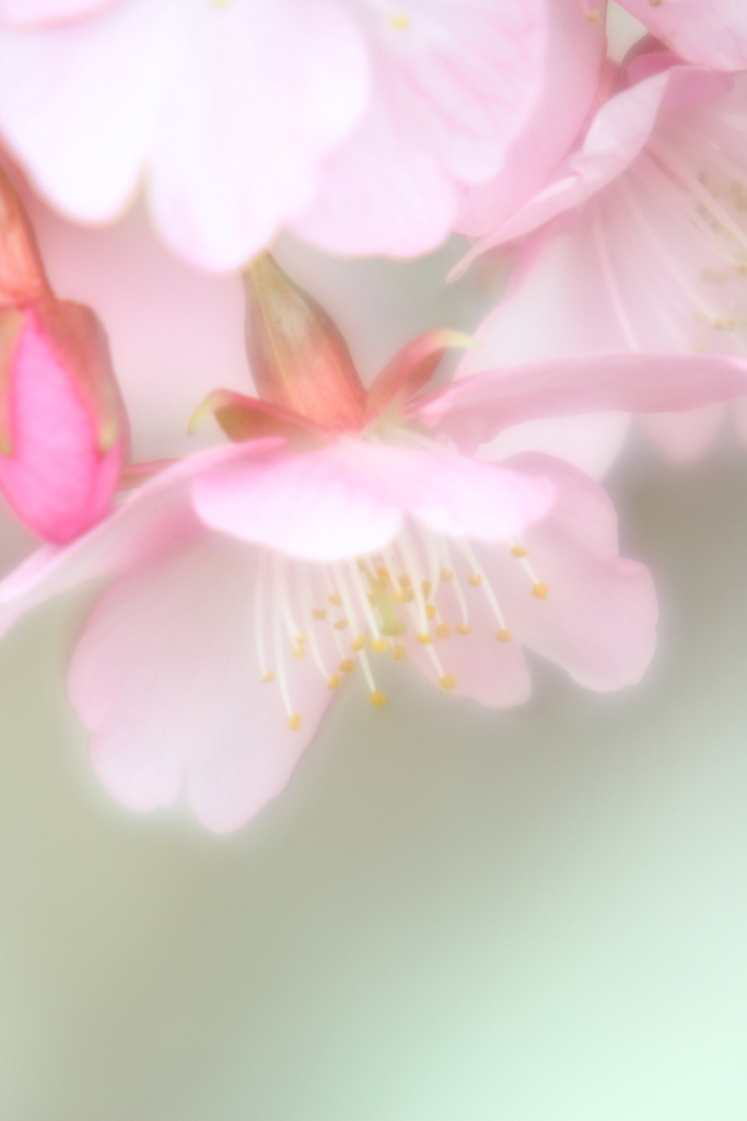 想いは霞んで