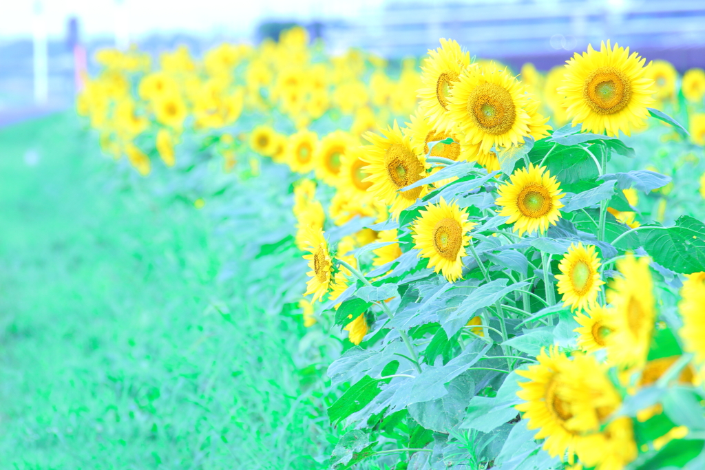 夏色のナンシー