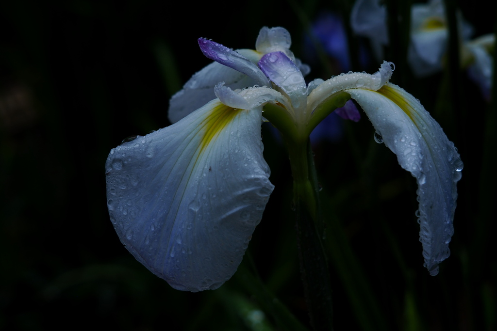 雨