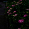 梅雨時の紅