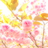 八重桜まつり