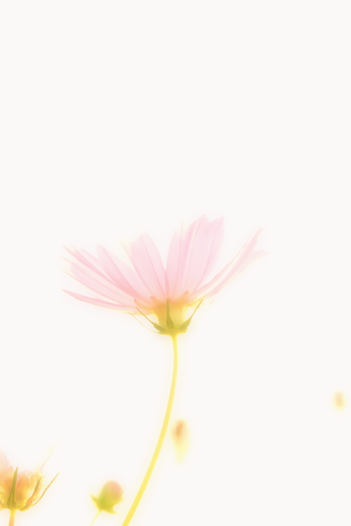 朝陽をあびて咲く