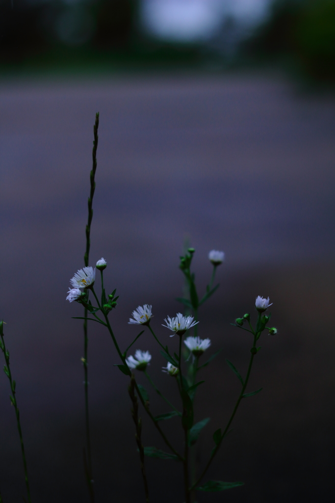 白い花の咲く道で