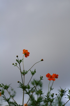 ひと雨来そうだな・・・